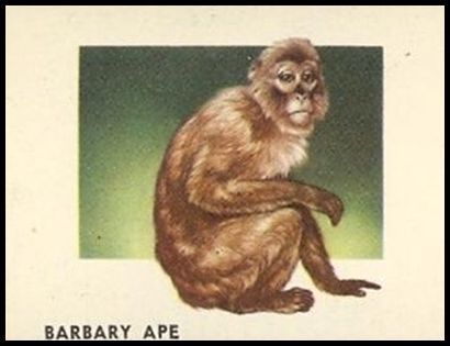 116 Barbary Ape